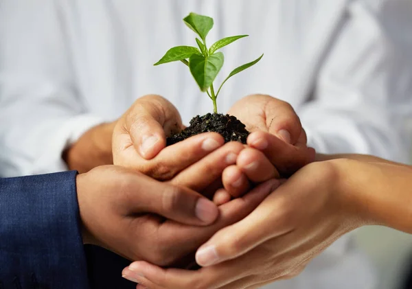 I nostri affari vanno matti per il verde. Foto di un gruppo di imprenditori irriconoscibili che detengono una pianta che cresce dal suolo. — Foto Stock