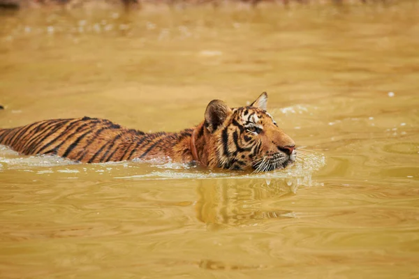 Mudanças no terreno não impedem este predador. Tigre caminhando pela água. — Fotografia de Stock