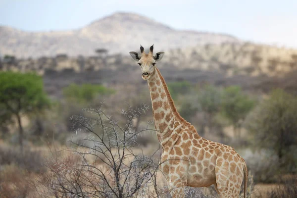 Olá lá em baixo. Tiro de uma girafa em pé no seu habitat natural. — Fotografia de Stock