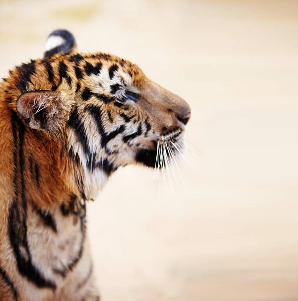 Perfil de um tigre Indochinês. Vista lateral de um tigre Indochinês adulto. — Fotografia de Stock