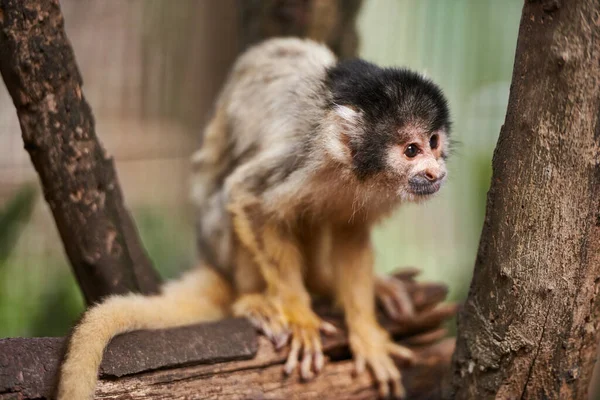Nieuwsgierig naar de wereld. Shot van een schattig klein aapje in een sactuaris. — Stockfoto