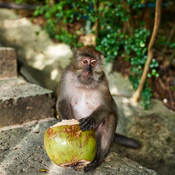 Nieuwsgierig naar de wereld. Schot van een aapje dat buiten een kokosnoot eet.. — Stockfoto
