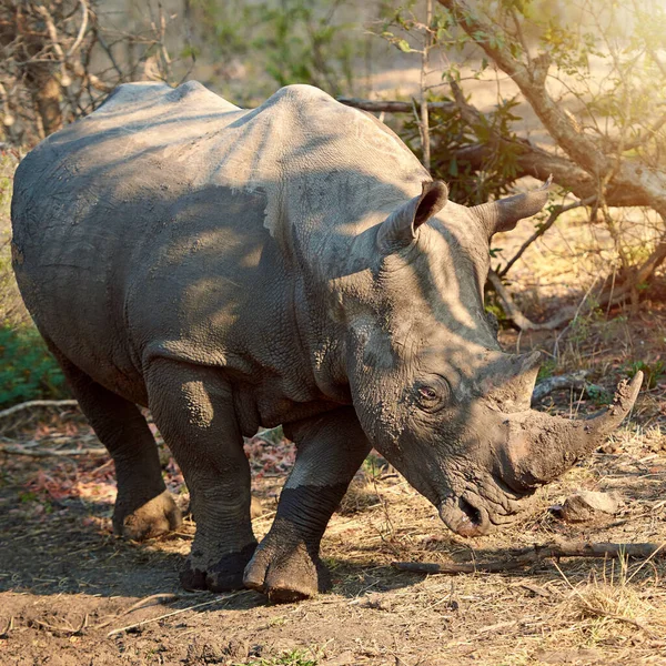 Tenemos que proteger a nuestros rinocerontes. Largura completa de un rinoceronte en la naturaleza. — Foto de Stock