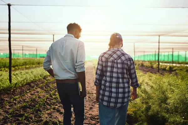 Garder un œil sur les choses à la ferme. Vue arrière de deux jeunes agriculteurs travaillant à l'intérieur d'une serre dans leur ferme. — Photo