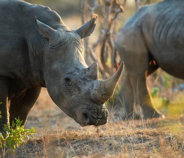 Intenta coger mi cuerno. Tiro de dos rinocerontes en su hábitat natural. — Foto de Stock