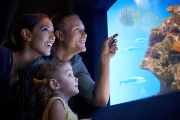 Ze concentreerde zich op die vissen. Gehakte foto van een klein meisje op een uitstapje naar het aquarium. — Stockfoto