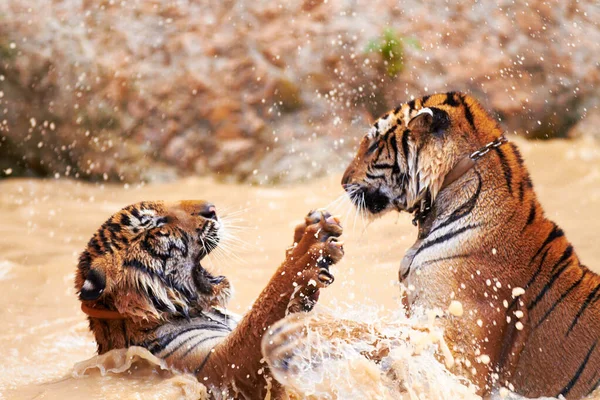 Deportes acuáticos Tiger. Tigres luchando juguetonamente en el agua. — Foto de Stock