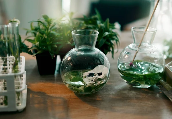 Plantas hidropônicas crescem mais rápido e maior do que as plantas à base de solo. Tiro de natureza morta de fábricas hidropônicas em jarros de vidro dentro de um escritório de botânicos. — Fotografia de Stock