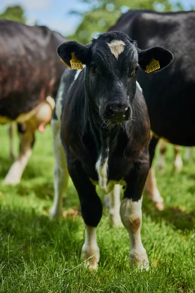 Estas vacas são 100 ao ar livre. Tiro cultivado de uma manada de gado pastando em uma fazenda de laticínios. — Fotografia de Stock