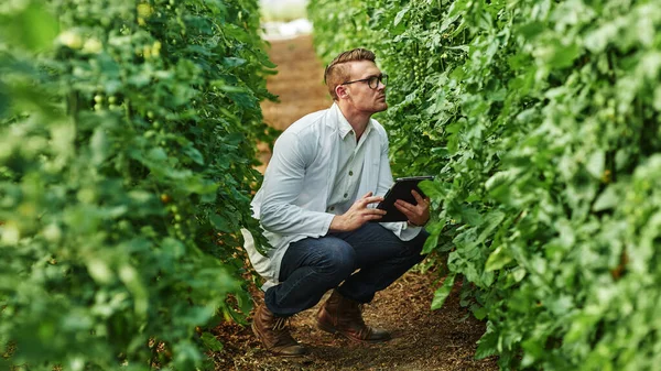 Theres always some research to be done in this field. Full length shot of a young scientist using a digital tablet while studying plants and crops outdoors on a farm. — ストック写真