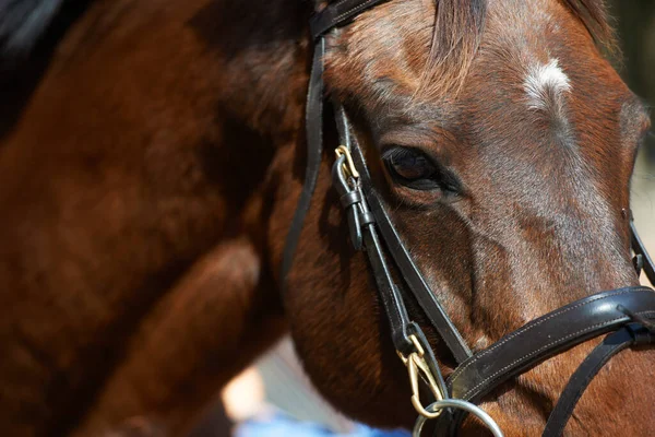 Hästen är en så majestätisk varelse. Närbild av en brun häst försedd med ett betsel. — Stockfoto