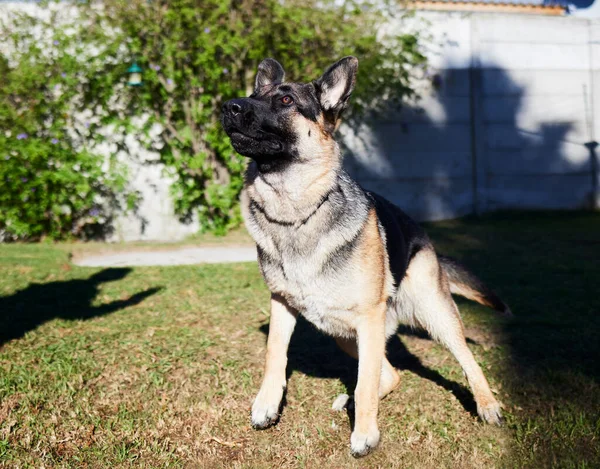 Uyanık olmak bir Alman çoban köpeğinin en iyi özelliğidir. Evde bir gün boyunca dışarıda oynayan sevimli bir Alman çoban köpeğinin tam boy çekimi.. — Stok fotoğraf