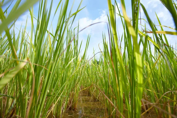Plantación de arroz. Los arrozales rurales de Tailandia. —  Fotos de Stock