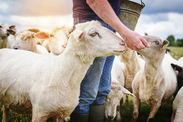 A kézzel táplált birkák boldog birkák. Lelőttek egy farmert, aki egy birkacsordát etetett egy farmon.. — Stock Fotó