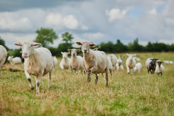 Ostatni to zgniłe jajko. Strzał stada owiec biegnących szybko w jednym kierunku na zewnątrz na farmie. — Zdjęcie stockowe