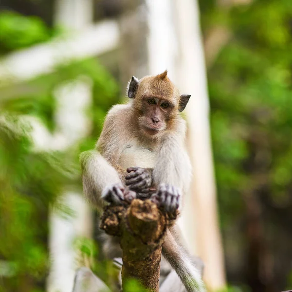 Van dichtbij en persoonlijk. Schot van een kleine aap zittend in een boom. — Stockfoto