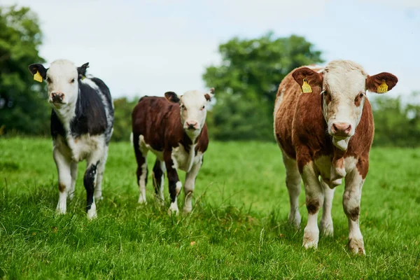 Szabadtartású. Egy tejelő gazdaságban legeltetett szarvasmarha csorda teljes hosszában.. — Stock Fotó
