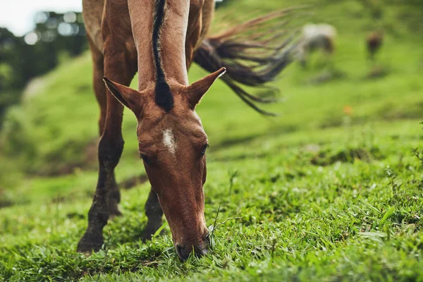 Hij kan altijd en overal een hapje eten. Gehakt schot van een paard dat gras eet op een boerderij buiten. — Stockfoto