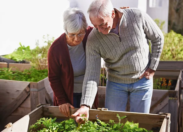 他们两个都有绿手指头。拍到一对快乐的老夫妇一起欣赏园艺. — 图库照片