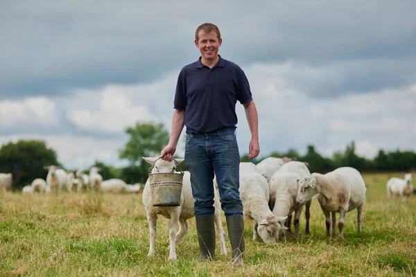 To vše za pár dní na farmě. Portrét veselého mladého farmáře, jak jde se stádem ovcí a krmí je, zatímco drží vědro. — Stock fotografie
