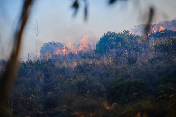 Destruction par feu de forêt. Prise de vue d'un feu de forêt. — Photo