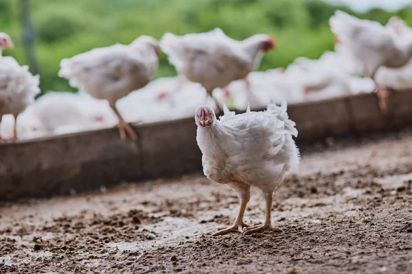 Tens de me dizer alguma coisa? Tiro de um bando de galinhas andando dentro de um armazém em uma fazenda. — Fotografia de Stock