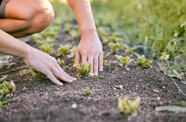 Die Wetterbedingungen sind perfekt für diese Pflanzen. Aufnahme eines Mannes, der den Boden berührt, während er Pflanzen in seinem Garten pflanzt. — Stockfoto