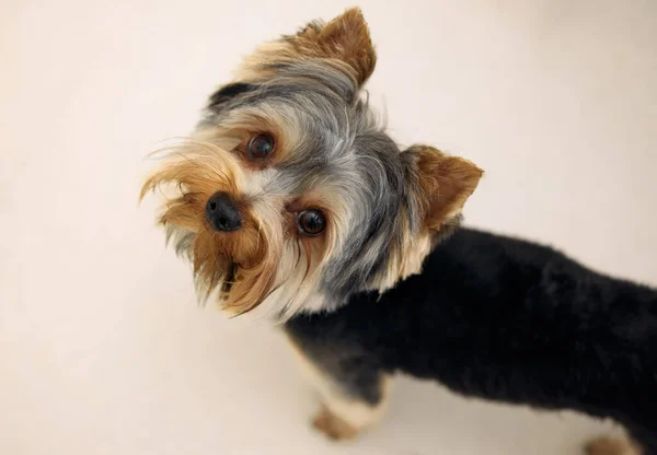 ¿Tengo que alimentarme o qué? Disparo de un perro adorable de pie y mirando hacia arriba con amor. — Foto de Stock