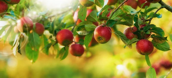 Günde bir elma doktoru uzak tutar. Elma toplama hiç bu kadar cezbedici görünmemişti. Sağlıklı ve cezbedici bir tedavi... — Stok fotoğraf