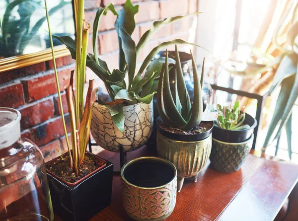 Selalu ada ruang untuk tanaman ganja di rumah. Masih hidup ditembak dari satu set indah pot tanaman di meja kayu di dalam ruangan. — Stok Foto