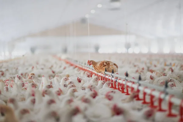 Bem-vindo ao galinheiro. Tiro de um grande bando de galinhas todas juntas em um grande armazém em uma fazenda. — Fotografia de Stock