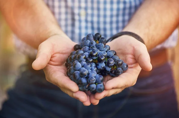 Cuando la vida te da uvas... Cortado tiro de un hombre sosteniendo un montón de uvas de su viñedo. — Foto de Stock