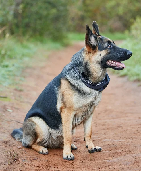 Dogs lives are too short. Their only fault, really. Shot of an adorable german shepherd sitting in a forest. — Stock Photo, Image