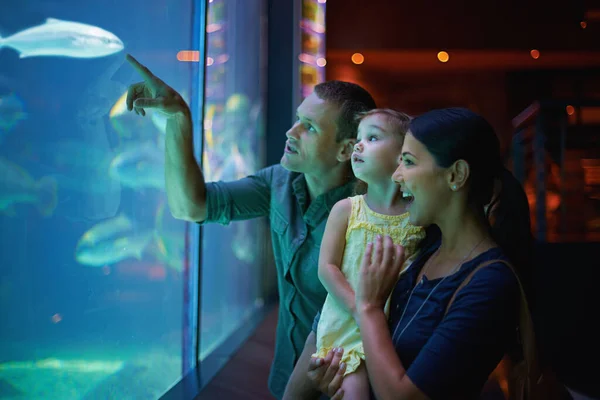 Життя водне. Знімок сім'ї з трьох на виході в акваріум . — стокове фото