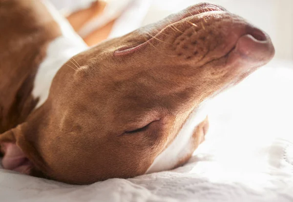 Todos los seres tienen sueños. Tiro de un perro soñoliento tomando una siesta en la cama en casa. —  Fotos de Stock