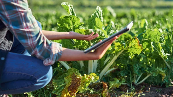 A fazer as minhas verificações regulares de qualidade com a ajuda da tecnologia. Tiro colhido de uma agricultora feminina irreconhecível usando um tablet digital enquanto inspeciona culturas em sua fazenda. — Fotografia de Stock