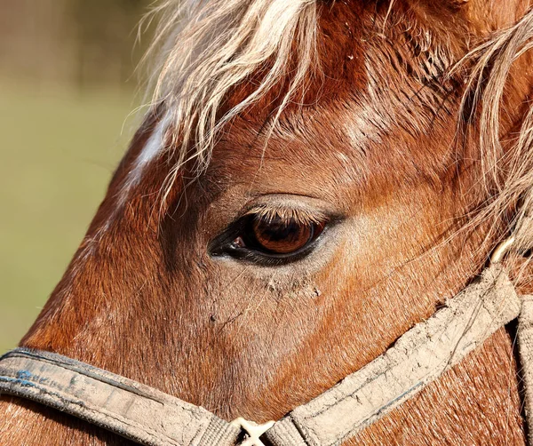 Prachtig paard - wonder van de natuur. Prachtig paard - in een natuurlijke omgeving. — Stockfoto