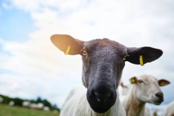 Jsem tu kvůli trávě. Oříznutý záběr ovcí na farmě. — Stock fotografie