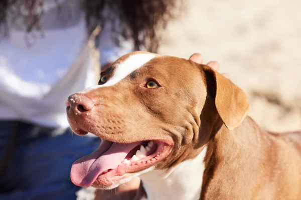 He destrozado mucho a mi ser humano. Foto de una mujer que pasa un día en la playa con su adorable perro. —  Fotos de Stock