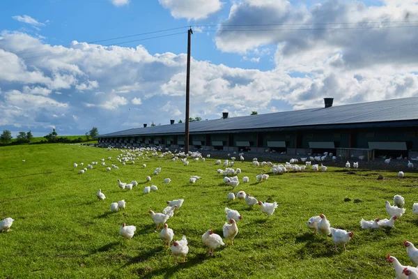 Feliz e livre. Tiro de um rebanho de galinhas graciosamente andando em torno de um campo de grama verde do lado de fora em uma fazenda. — Fotografia de Stock