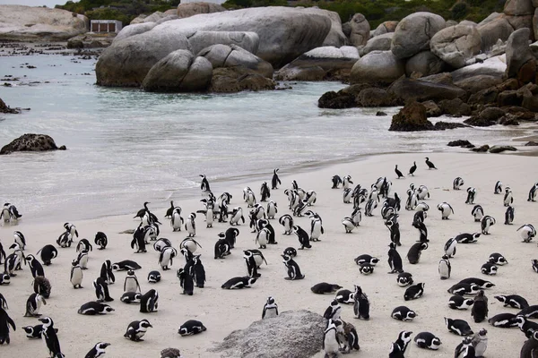 Vind je kudde en hou van ze. Pinguïns geschoten op Boulders Beach in Kaapstad, Zuid-Afrika. — Stockfoto