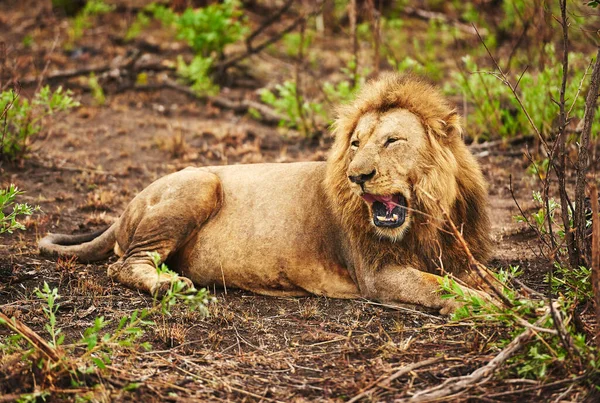 Kralla tanışın. Afrika düzlüklerinde bir aslanın tam boy görüntüsü.. — Stok fotoğraf