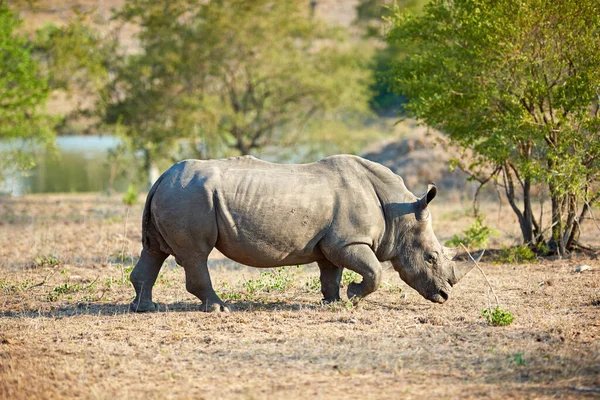 Rino solitario en las llanuras. Tiro de rinoceronte en su hábitat natural. — Foto de Stock