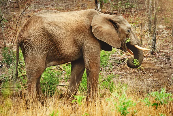 Libre para vagar. Captura completa de un elefante en su hábitat natural. — Foto de Stock