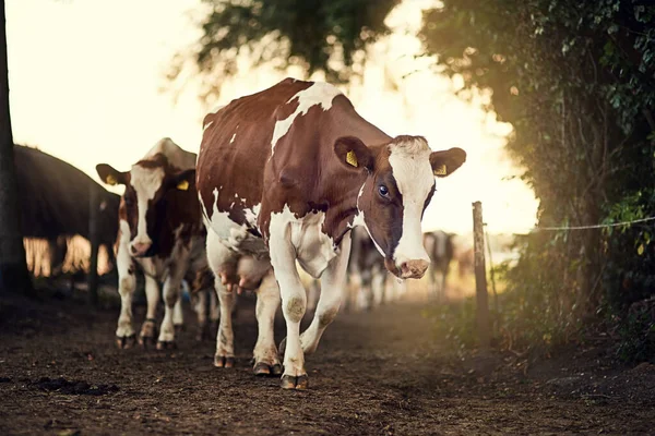 Mooooving on to greener pastures. Shot of a herd of cows walking along a farm lane. — Stock Photo, Image