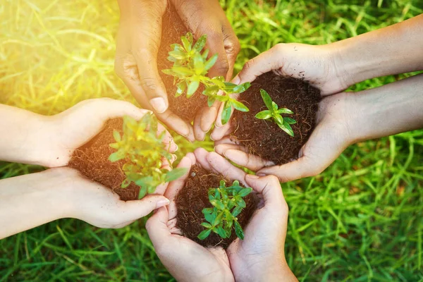 Juntos podemos crescer um pouco mais verde amanhã. Tiro cortado de um grupo de pessoas cada uma segurando uma planta que cresce no solo. — Fotografia de Stock