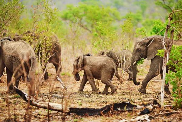 무리에 붙어 있어. 그들의 자연 서식지에서 코끼리떼 가 총에 맞아 죽은 장면. — 스톡 사진
