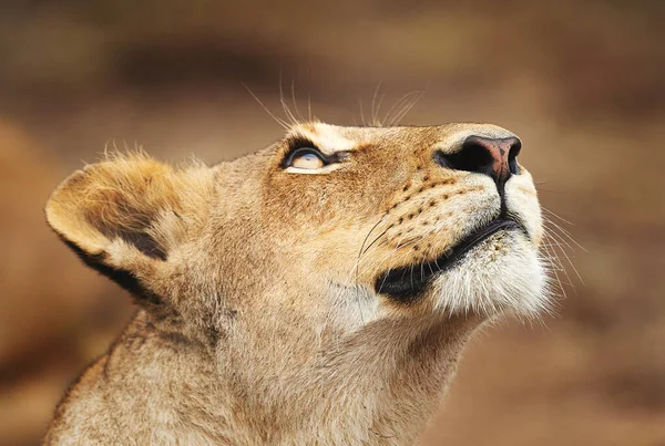 Έπιασε μια μυρωδιά. Καλλιεργημένη βολή μιας λέαινας στις πεδιάδες της Αφρικής. — Φωτογραφία Αρχείου