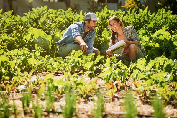 Culturas saudáveis são uma causa de excitação. Tiro de dois jovens agricultores felizes trabalhando juntos nos campos em sua fazenda. — Fotografia de Stock