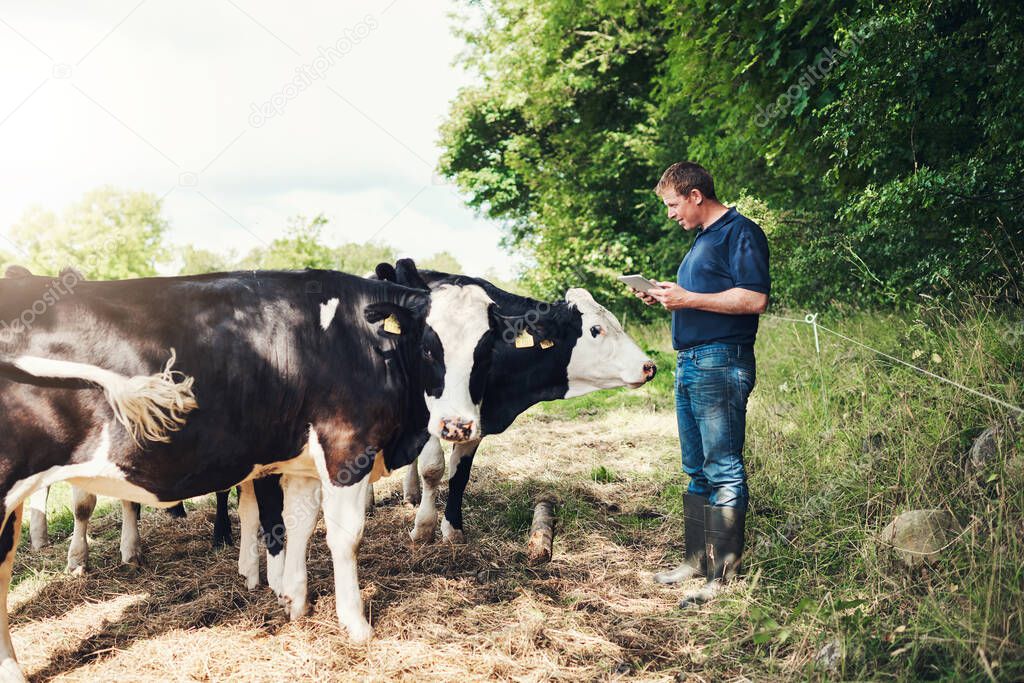 So glad you could join me. Shot of a cheerful young male farmer browsing on a digital tablet while standing next to his cows outside on his land during the day.